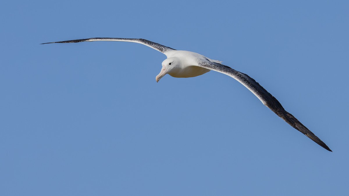 Northern/Southern Royal Albatross - David Newell