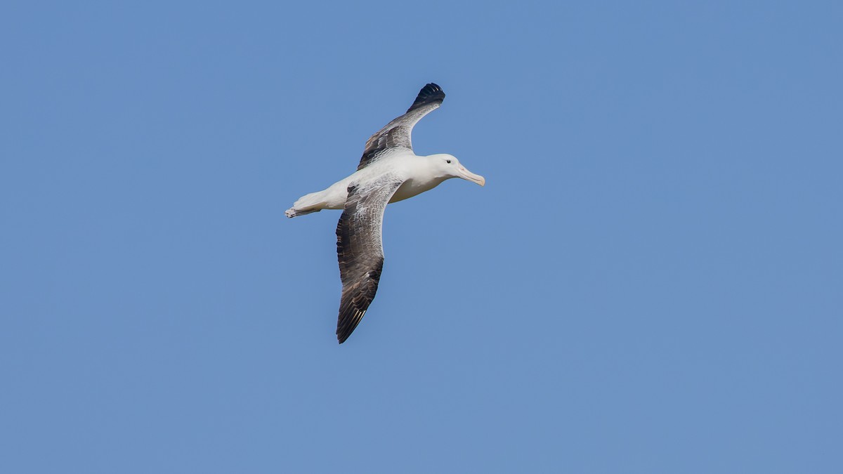 Northern/Southern Royal Albatross - ML544921381