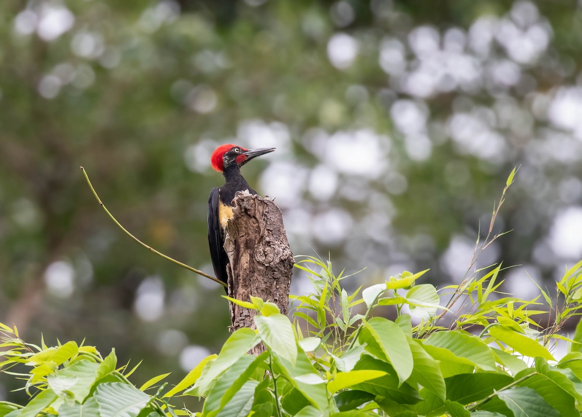 White-bellied Woodpecker - ML544922231