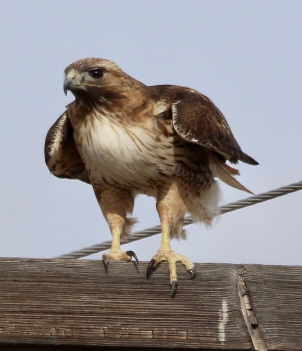 Red-tailed Hawk - ML544922291