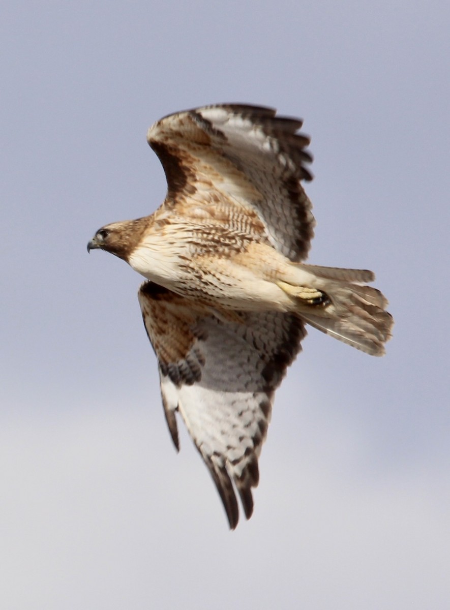 Red-tailed Hawk - ML544922311
