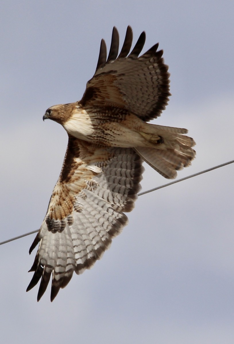 Red-tailed Hawk - ML544922321