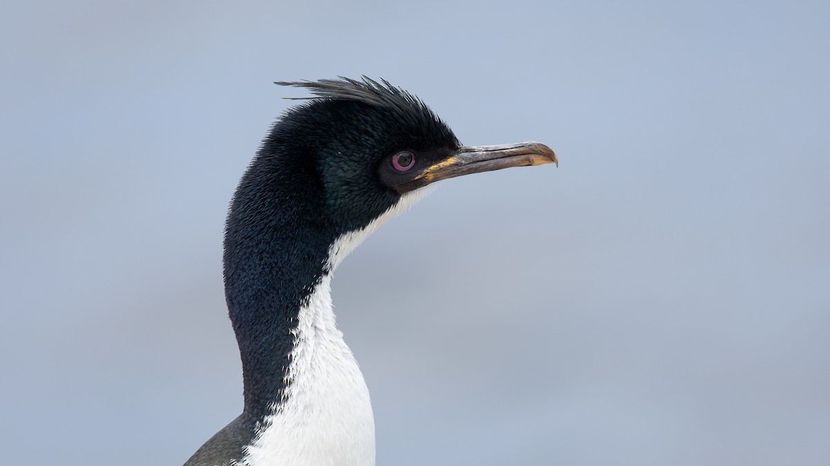 Auckland Islands Shag - David Newell