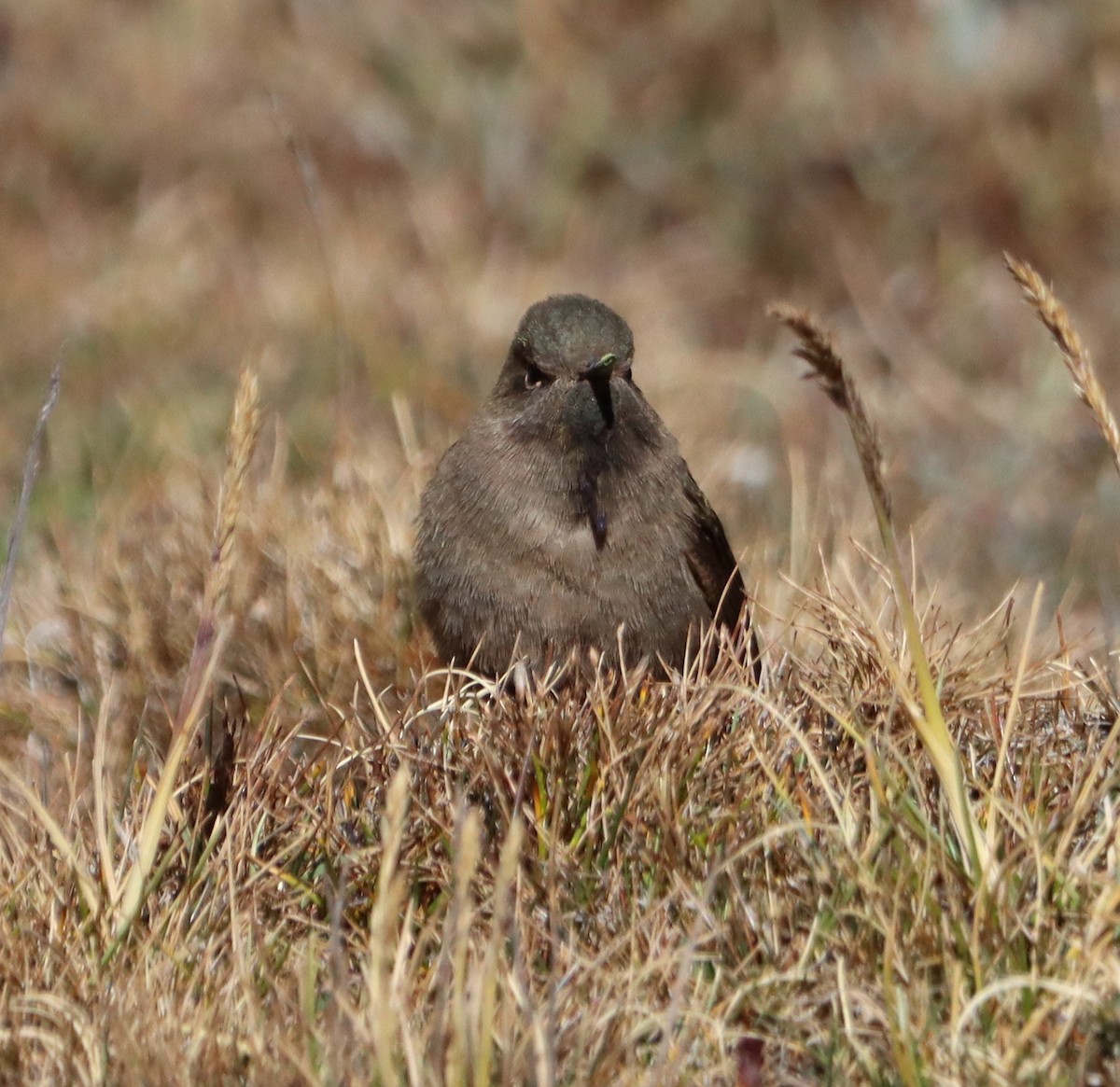 Olivaceous Thornbill - ML544924731