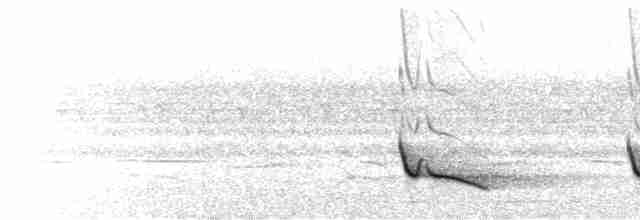  - African Emerald Cuckoo (African)