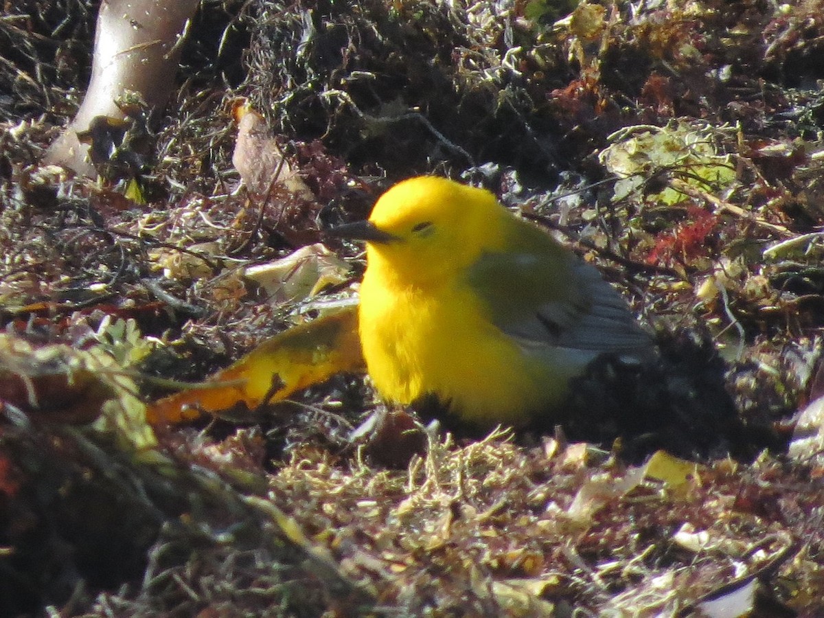 Prothonotary Warbler - ML54492831