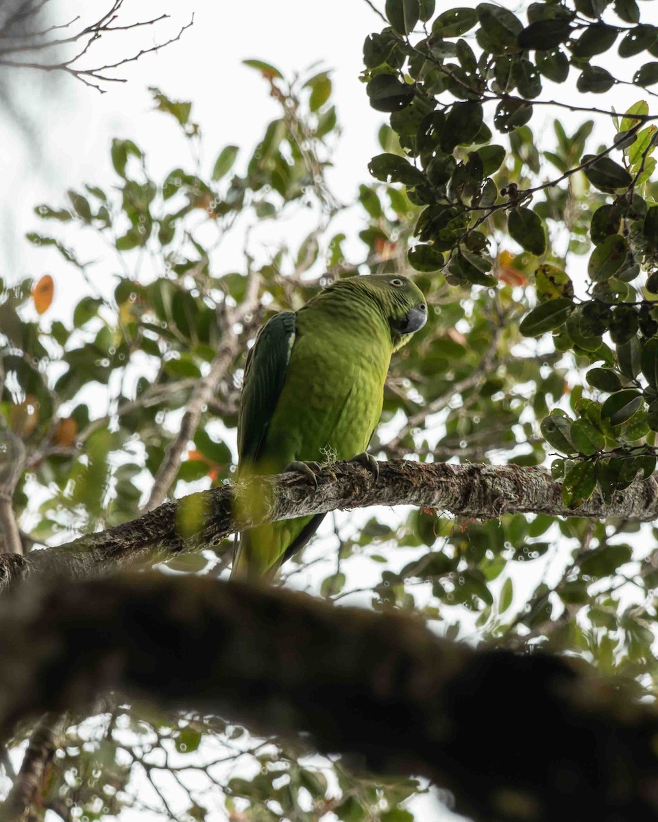Blue-collared Parrot - ML544929201