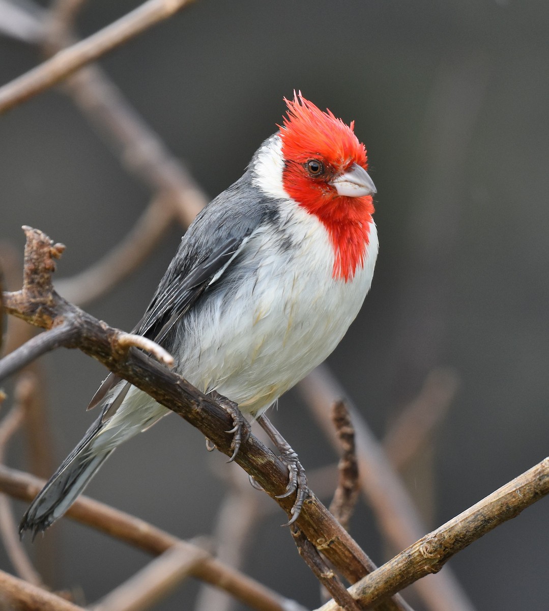 Red-crested Cardinal - Jason Vassallo