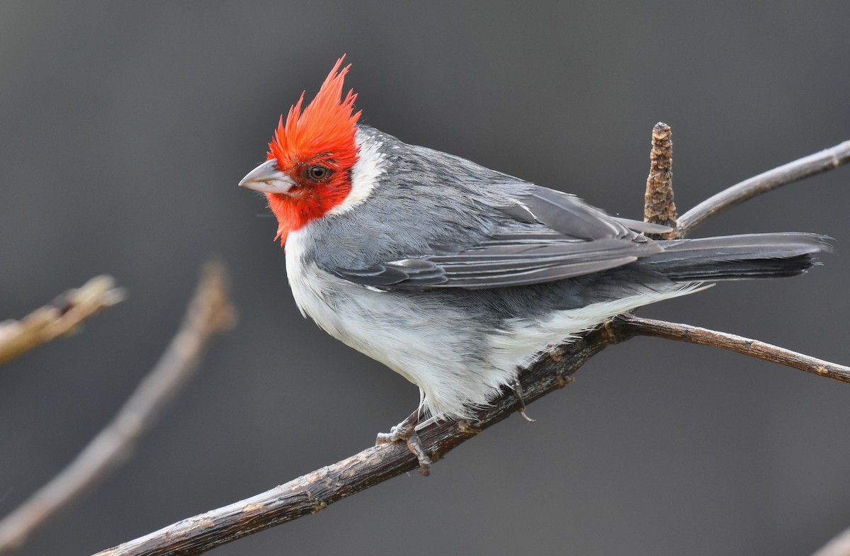Red-crested Cardinal - ML544930291