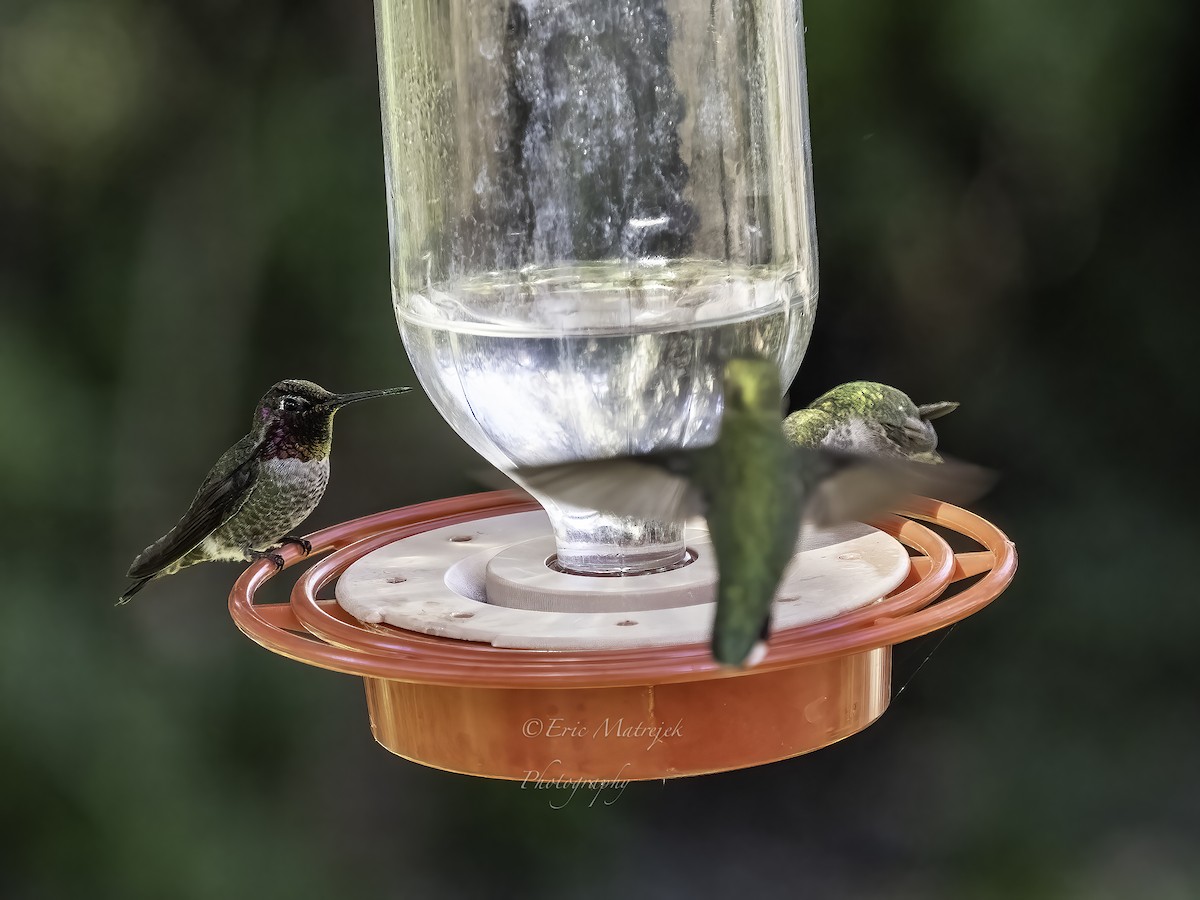 Anna's Hummingbird - ML544932061
