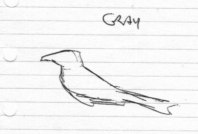 Gray Kingbird - ML544935391