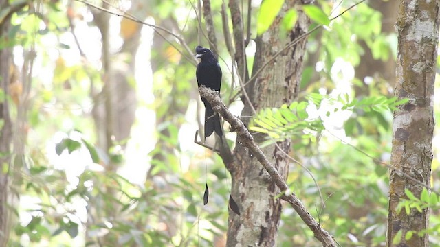 Greater Racket-tailed Drongo - ML544939051