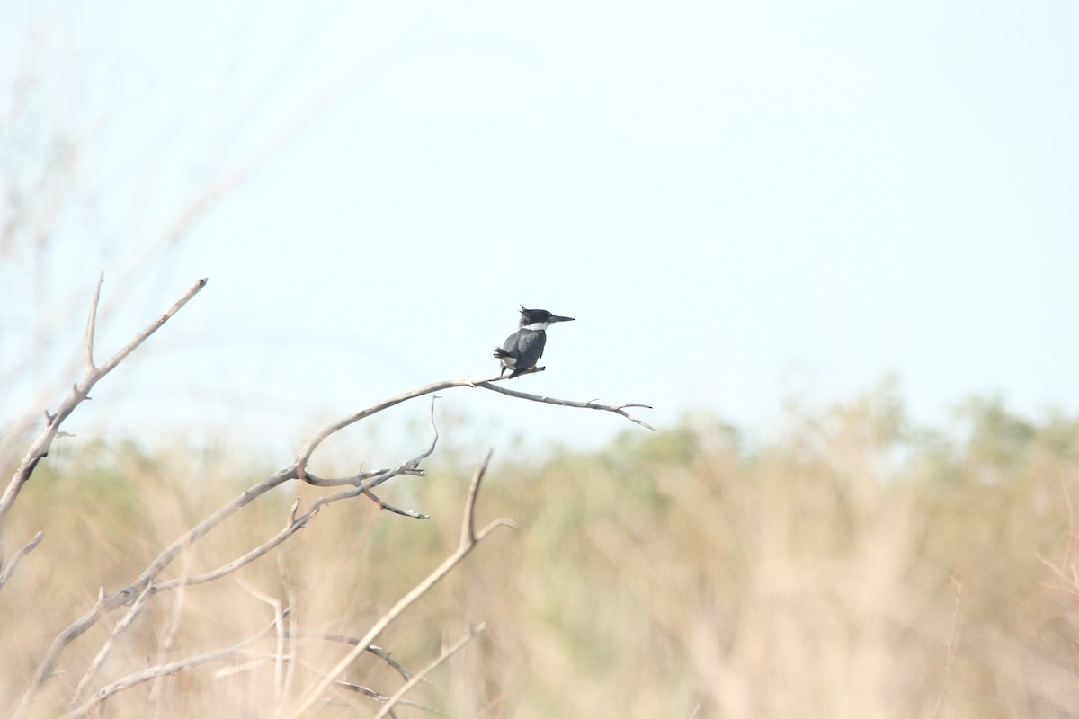 Belted Kingfisher - ML544941281