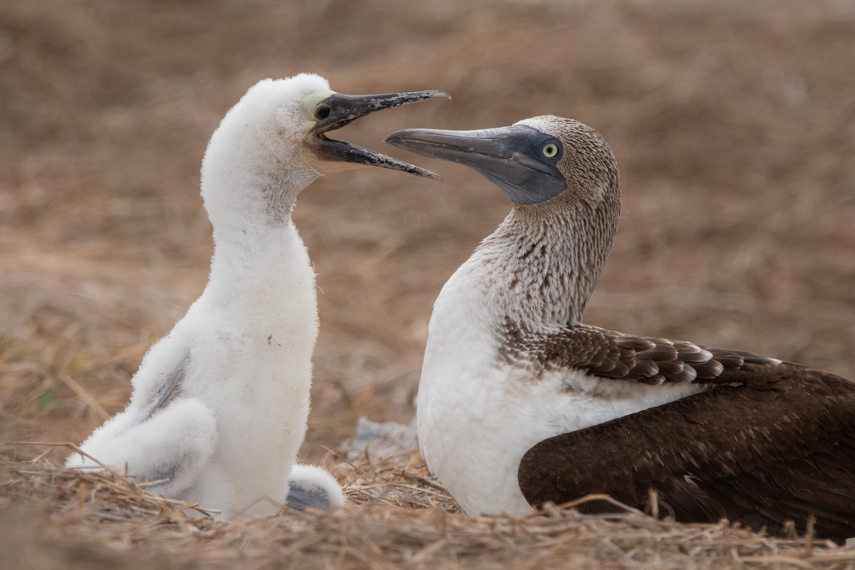 Blue-footed Booby - ML544941321