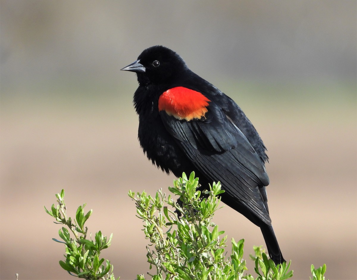 Red-winged Blackbird - ML544942091