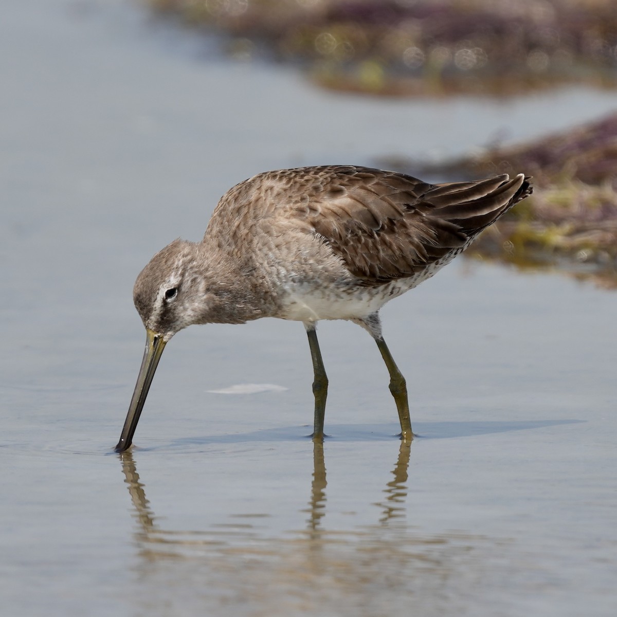 Long-billed Dowitcher - ML544942301
