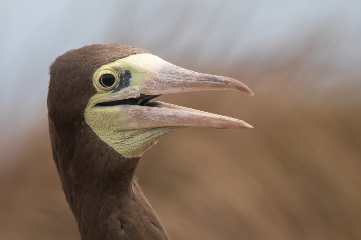Brown Booby - ML544943031