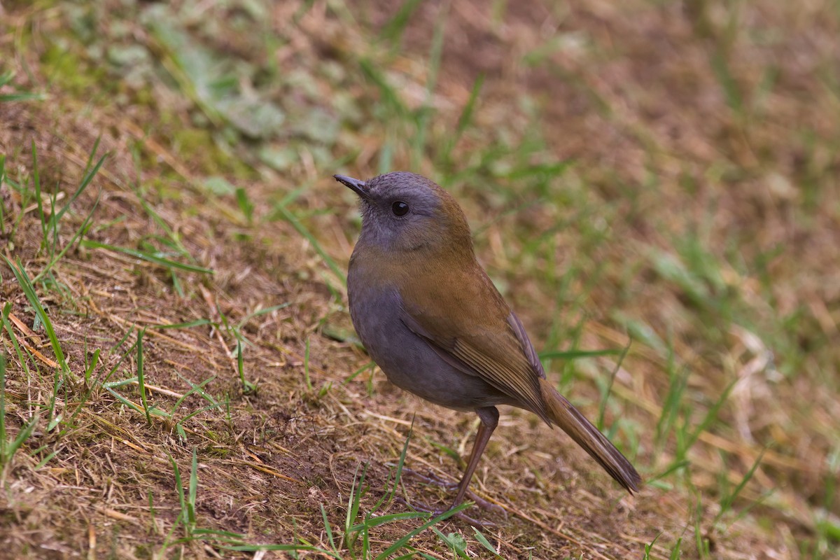 Black-billed Nightingale-Thrush - ML544946001