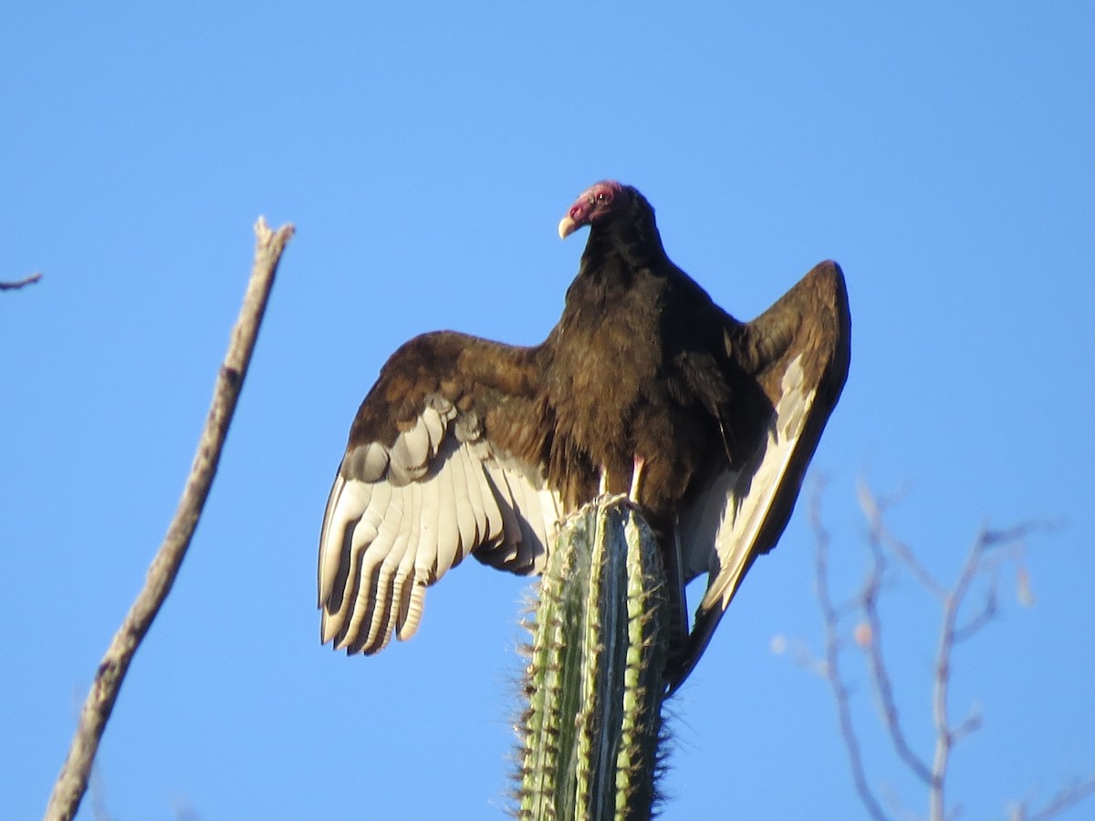 Turkey Vulture - ML544949191