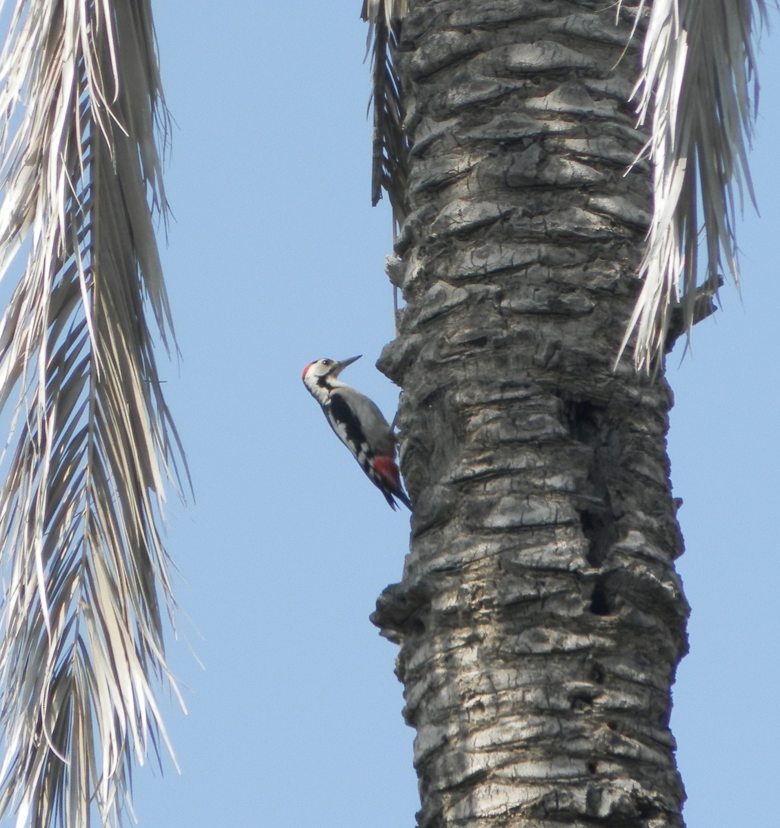 Sind Woodpecker - ML544952361