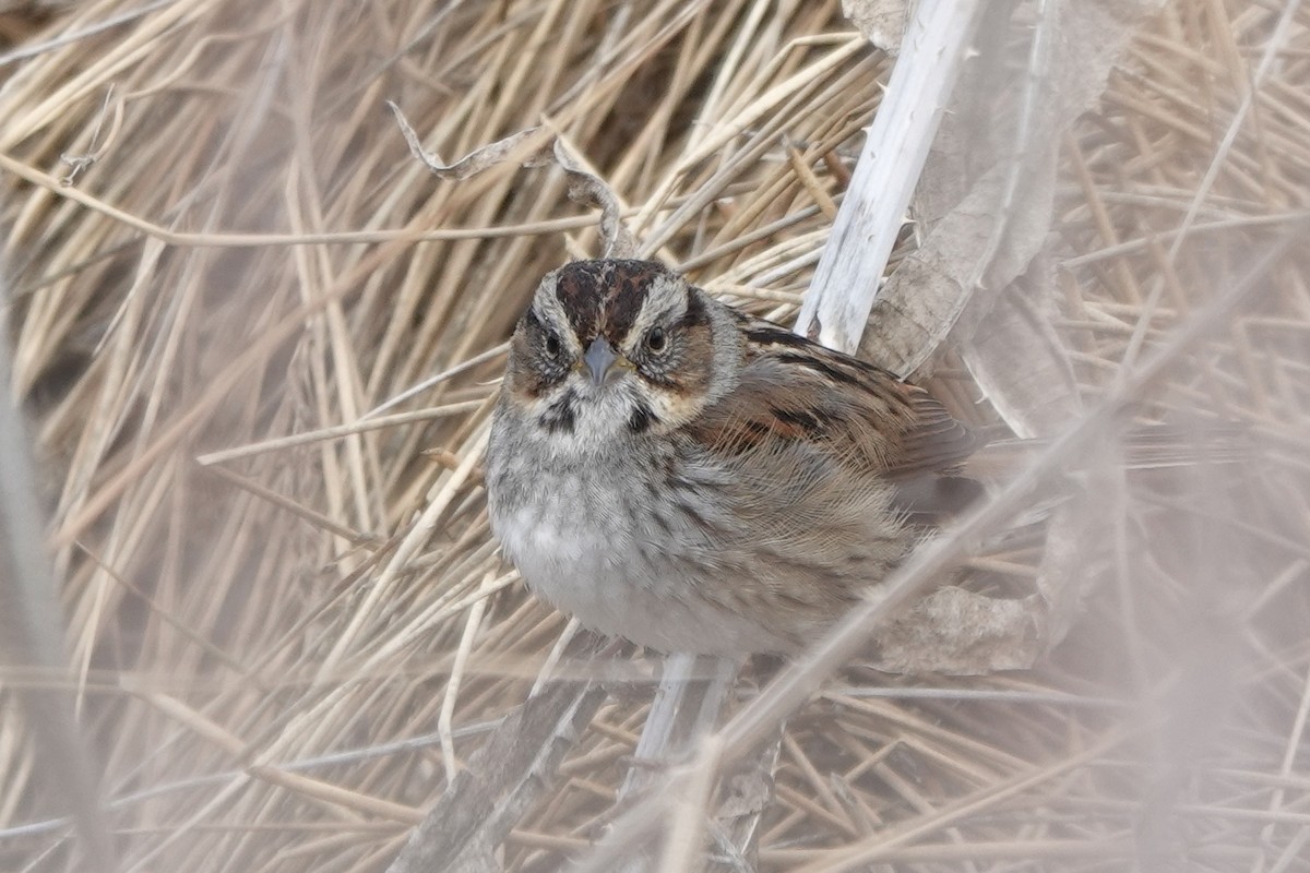 Swamp Sparrow - ML544952961