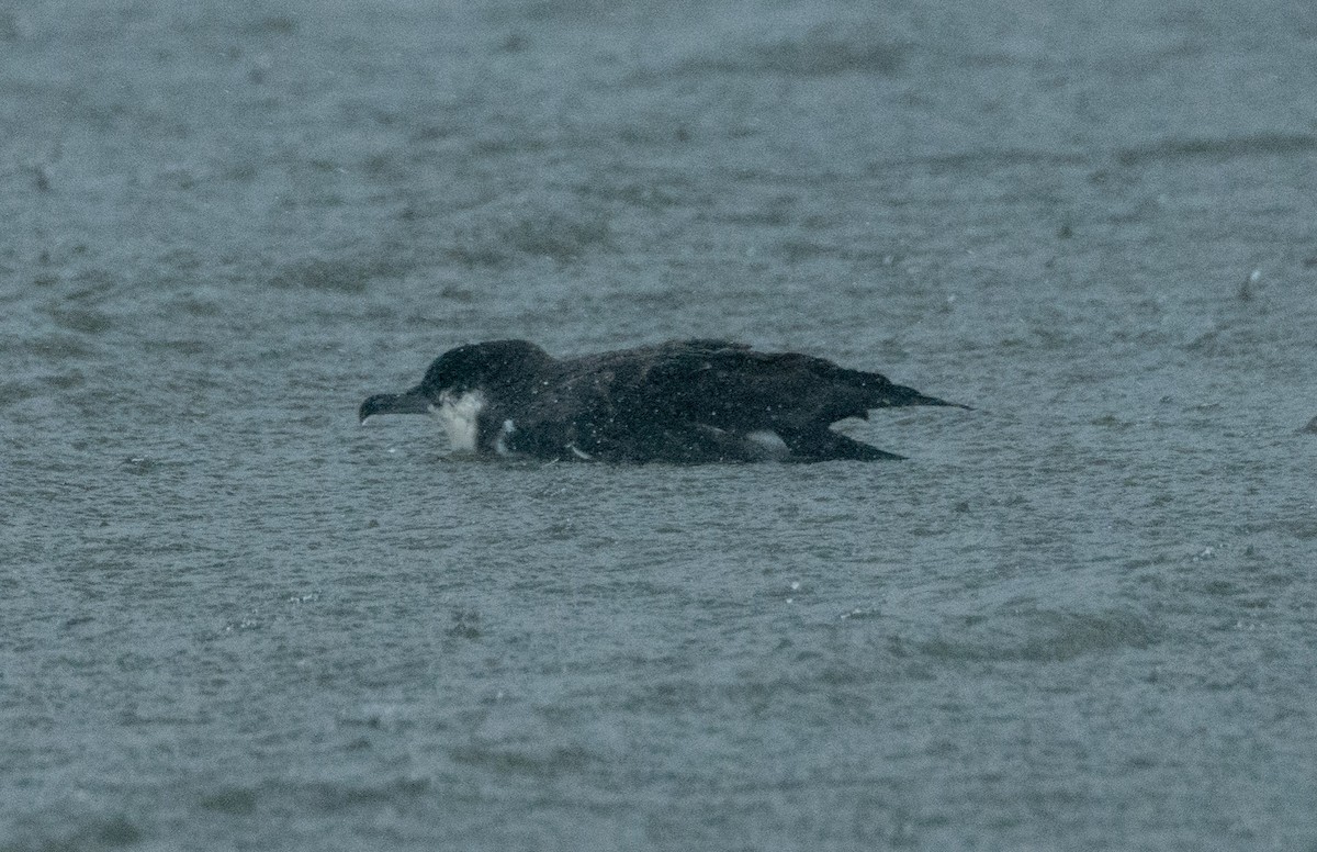 Buller's Shearwater - ML544956191