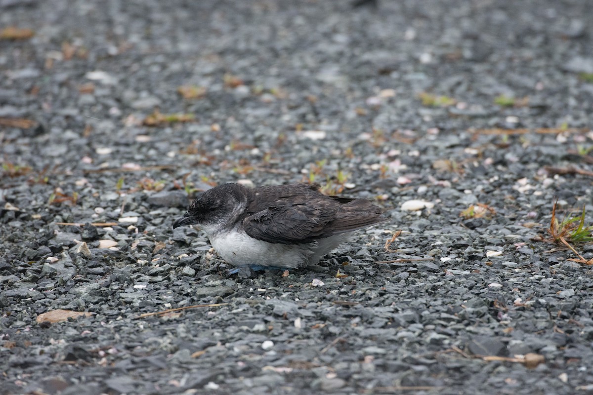 Common Diving-Petrel - P. S. Lansley