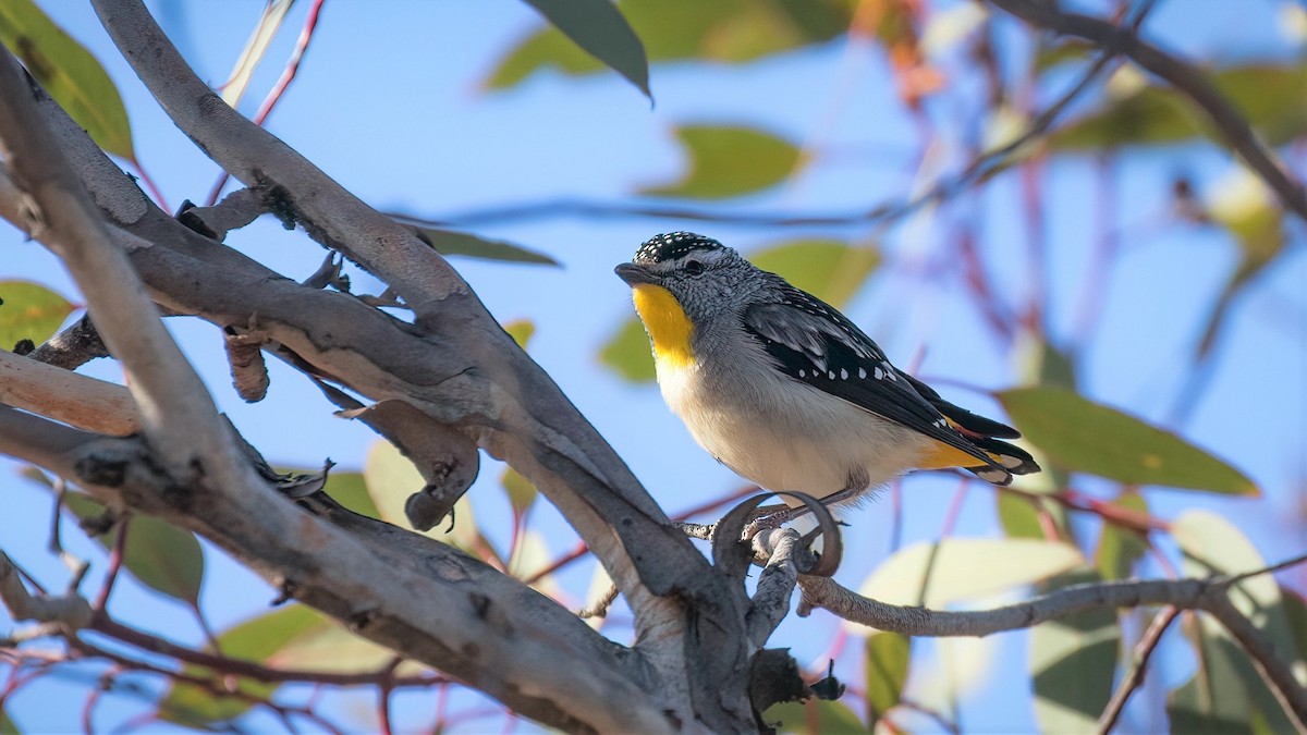 Spotted Pardalote (Yellow-rumped) - ML544956501
