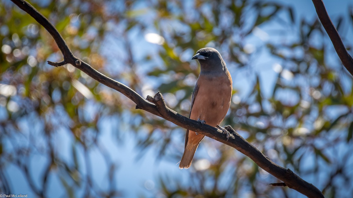 White-browed Woodswallow - ML544957221