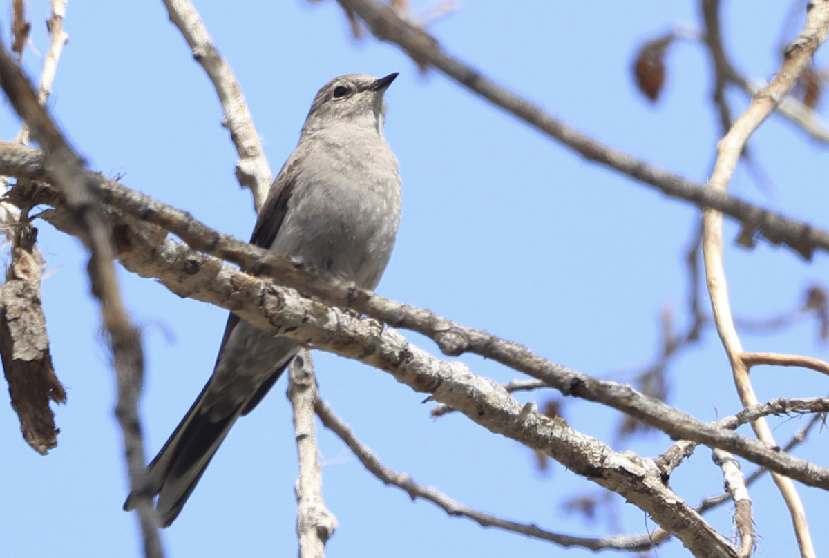 Townsend's Solitaire - ML544957471