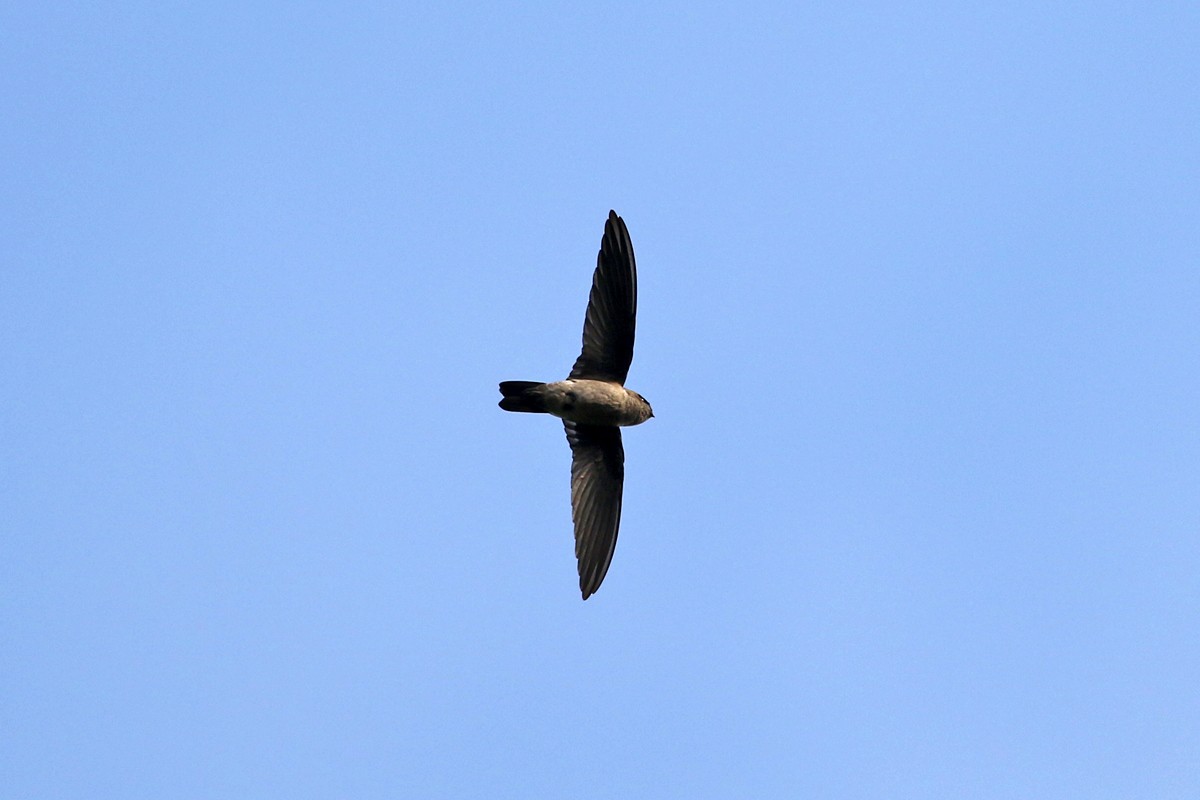 White-nest Swiftlet - Charley Hesse TROPICAL BIRDING