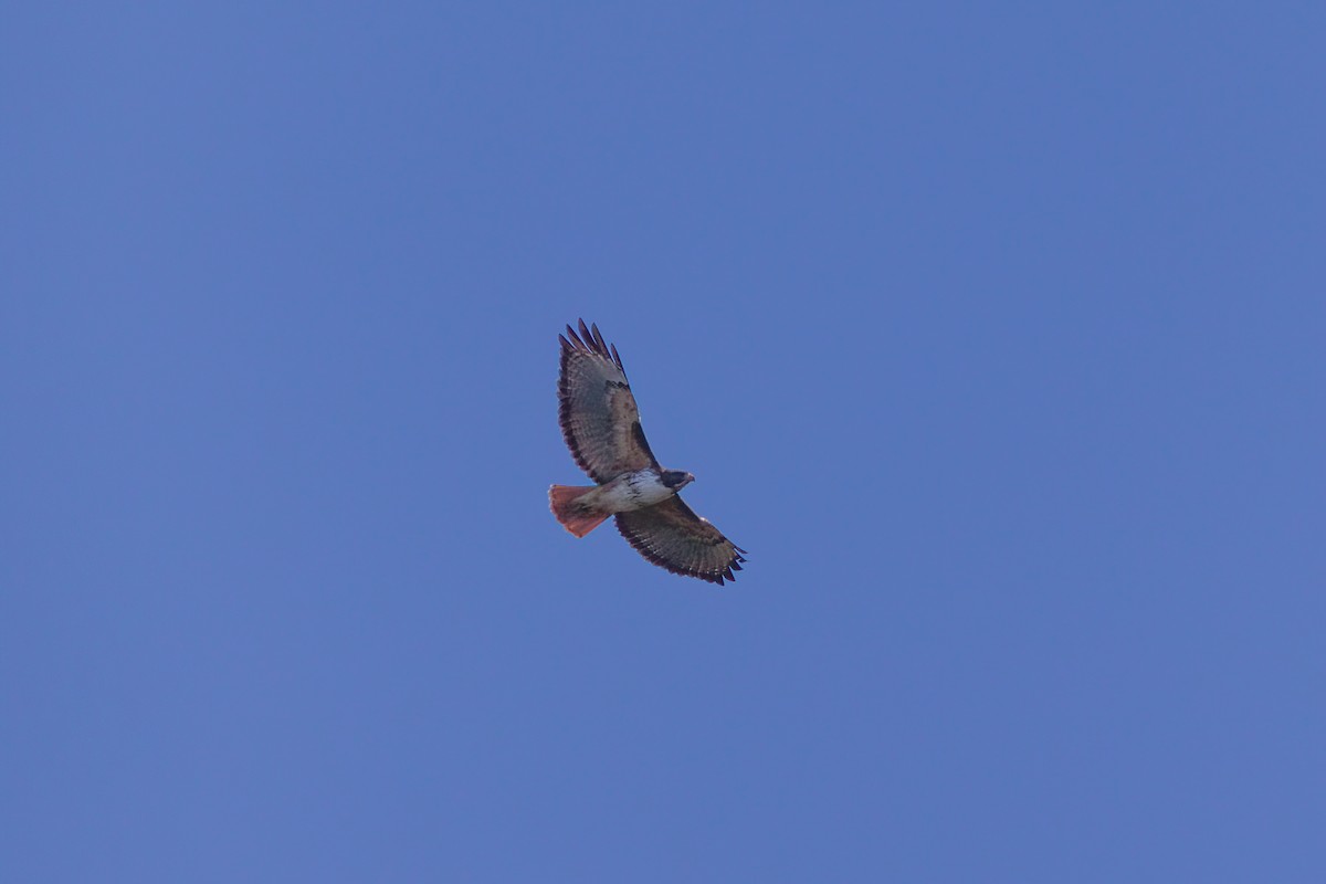 Red-tailed Hawk (costaricensis) - ML544962301