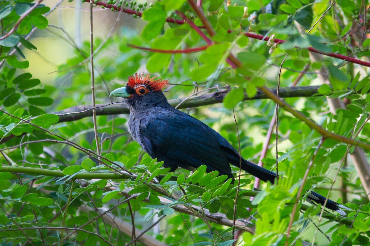 Red-crested Malkoha - ML544964611
