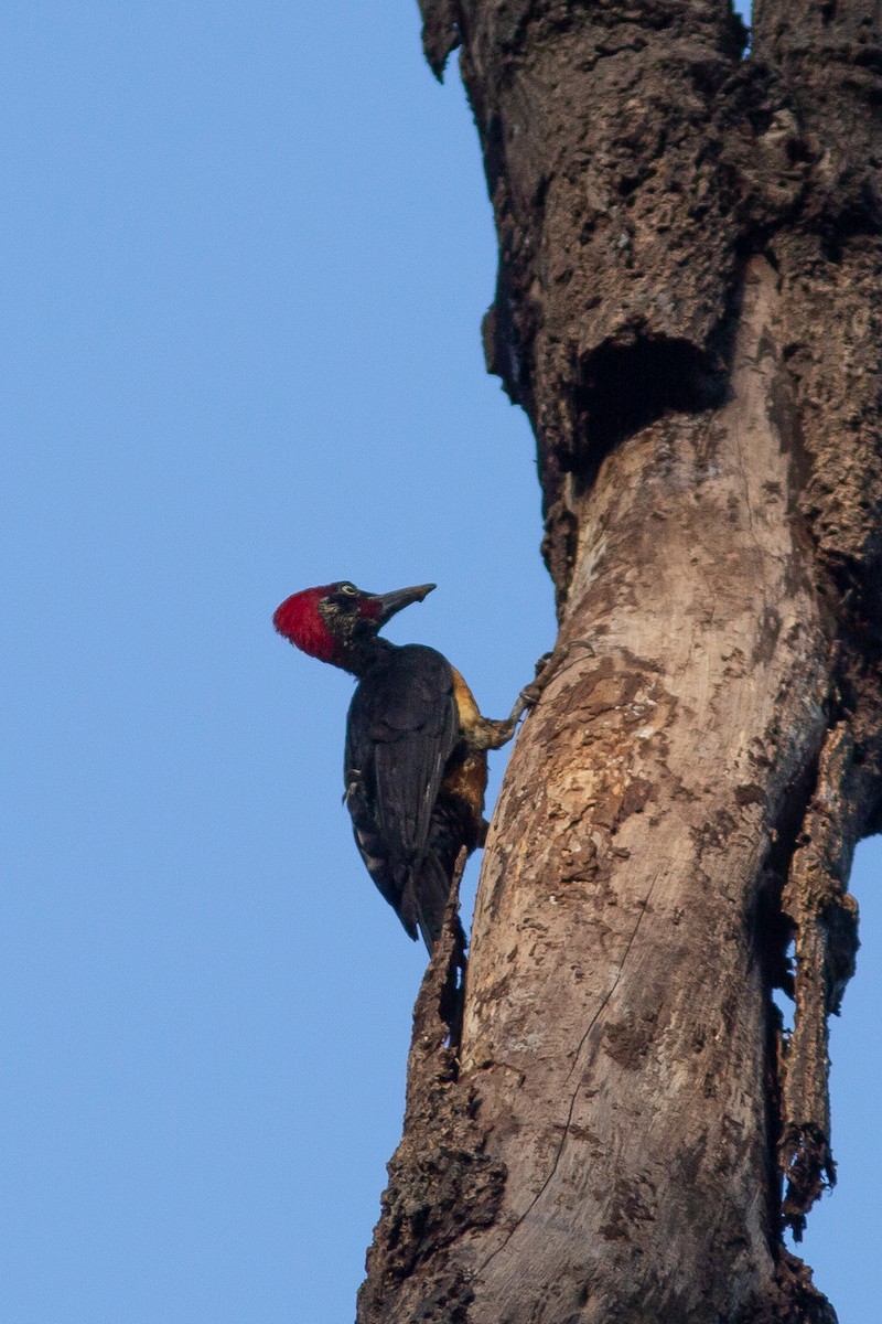 White-bellied Woodpecker - ML544964711