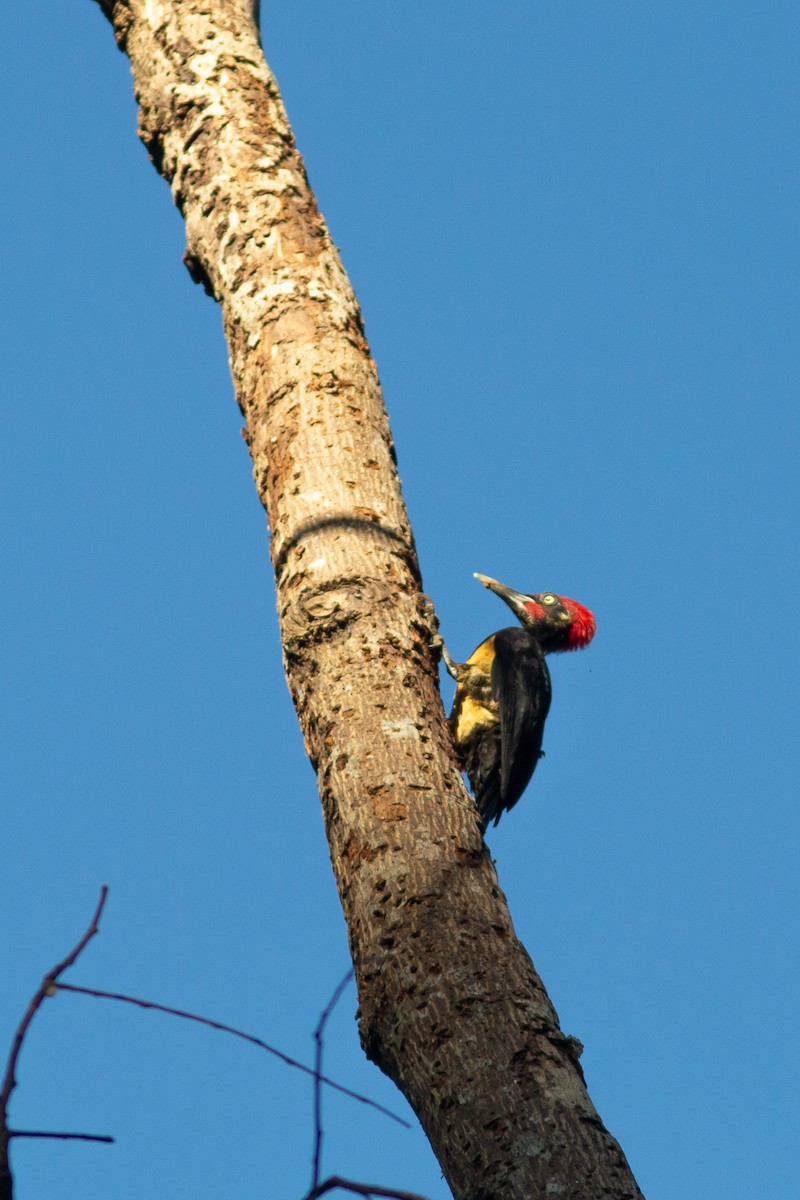 White-bellied Woodpecker - Morten Lisse