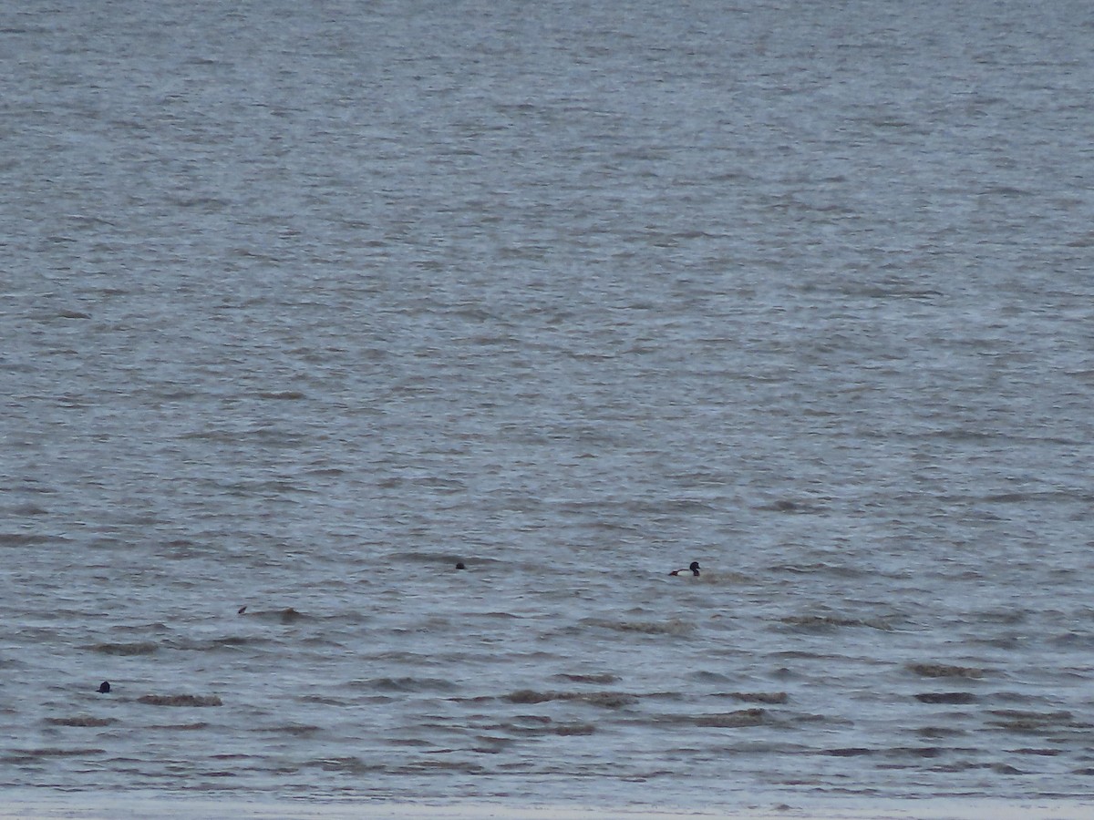Greater Scaup - ML544965971