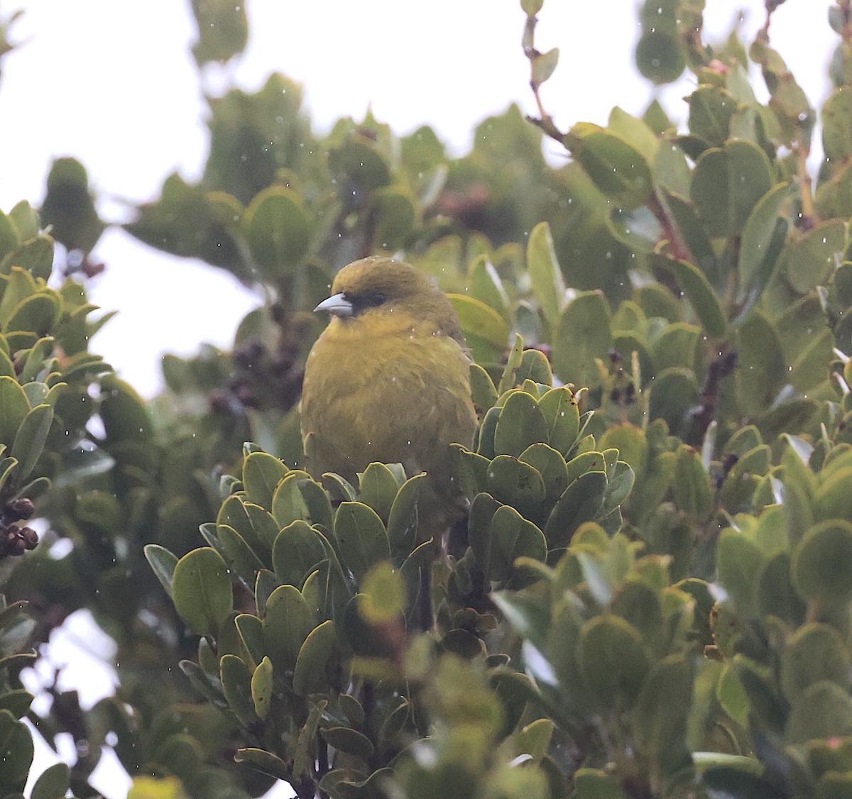 Kauai-Akepakleidervogel - ML544966961
