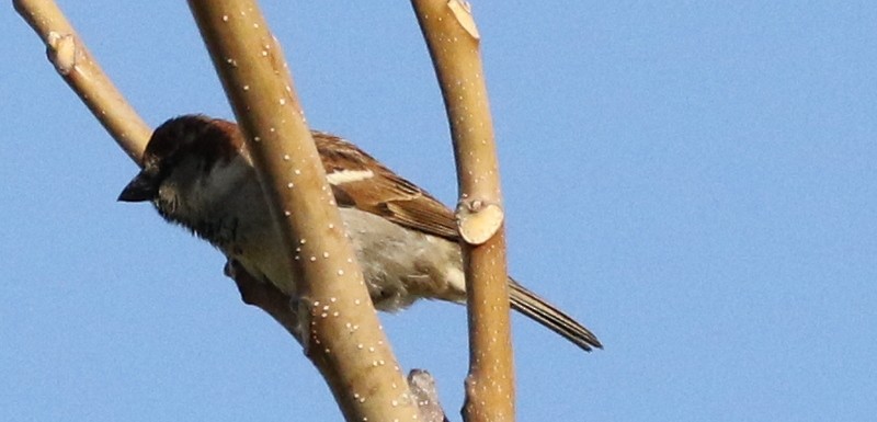 House Sparrow - logan kahle