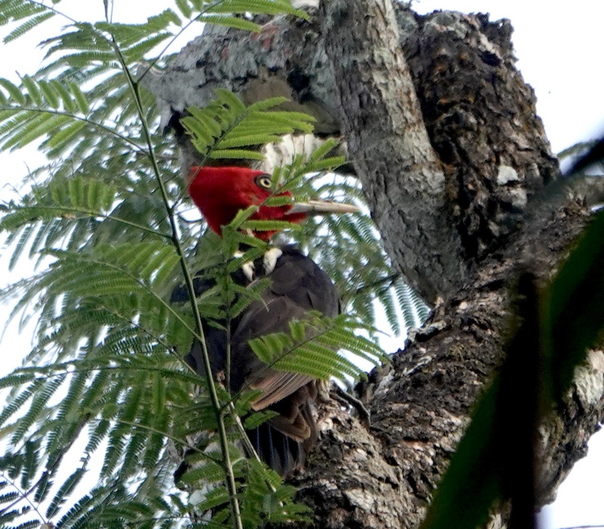 Pale-billed Woodpecker - ML544974041