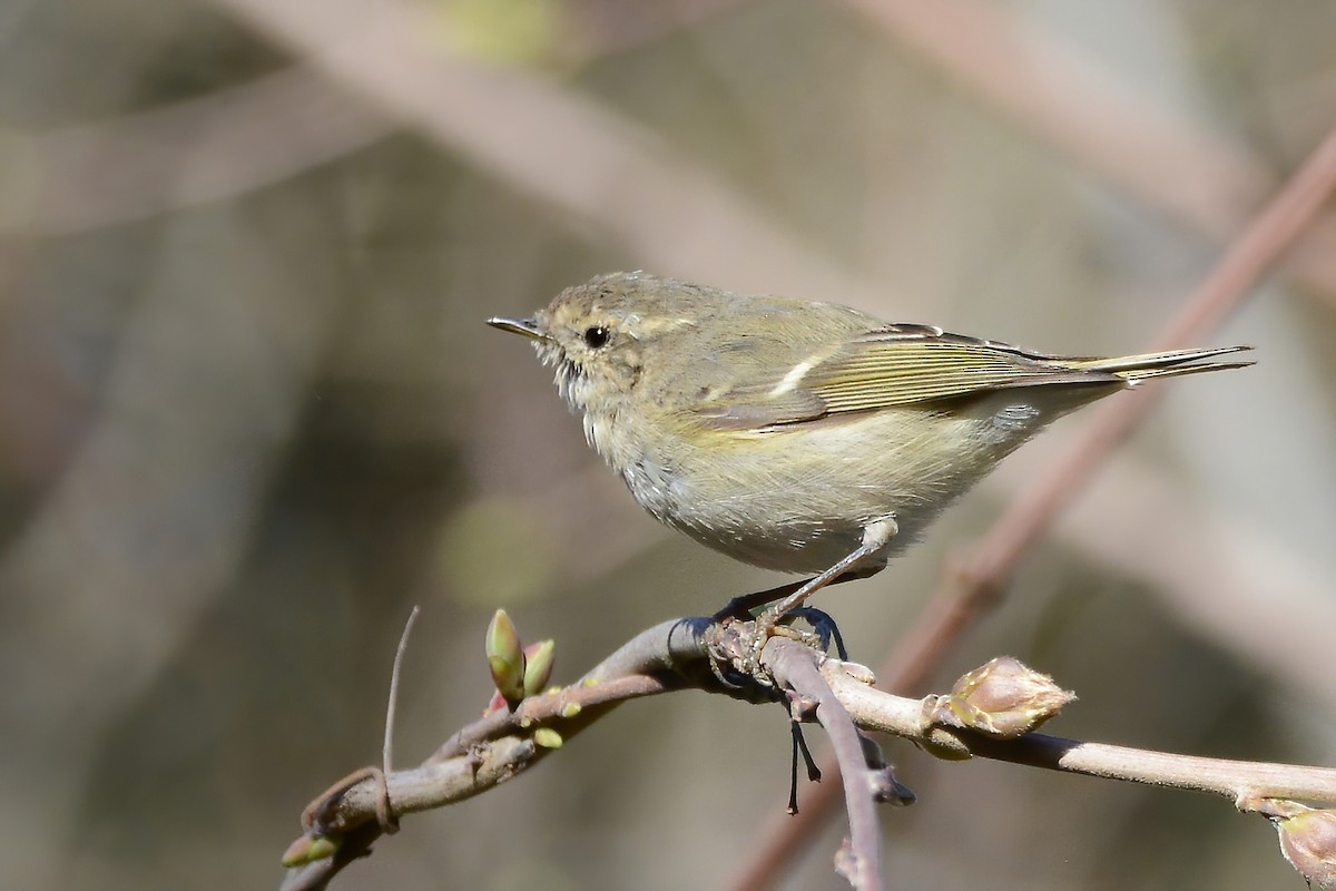 Hume's Warbler - ML544974441