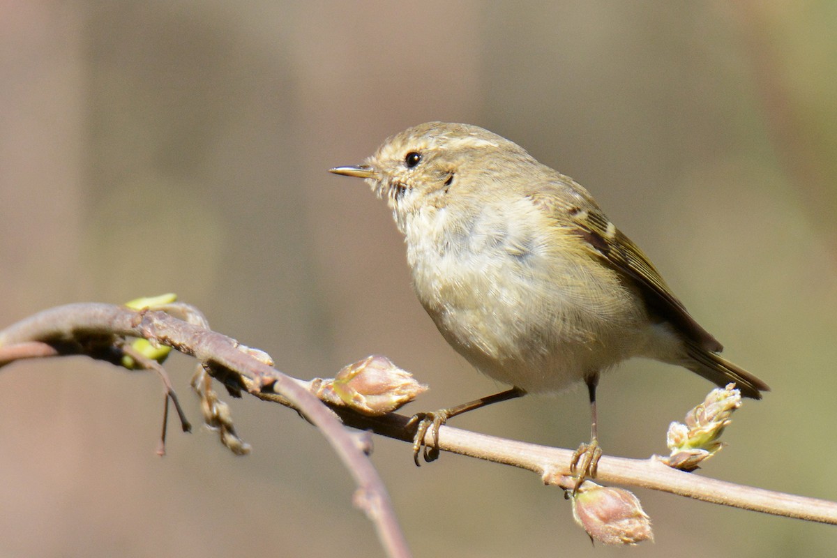 Hume's Warbler - ML544975641