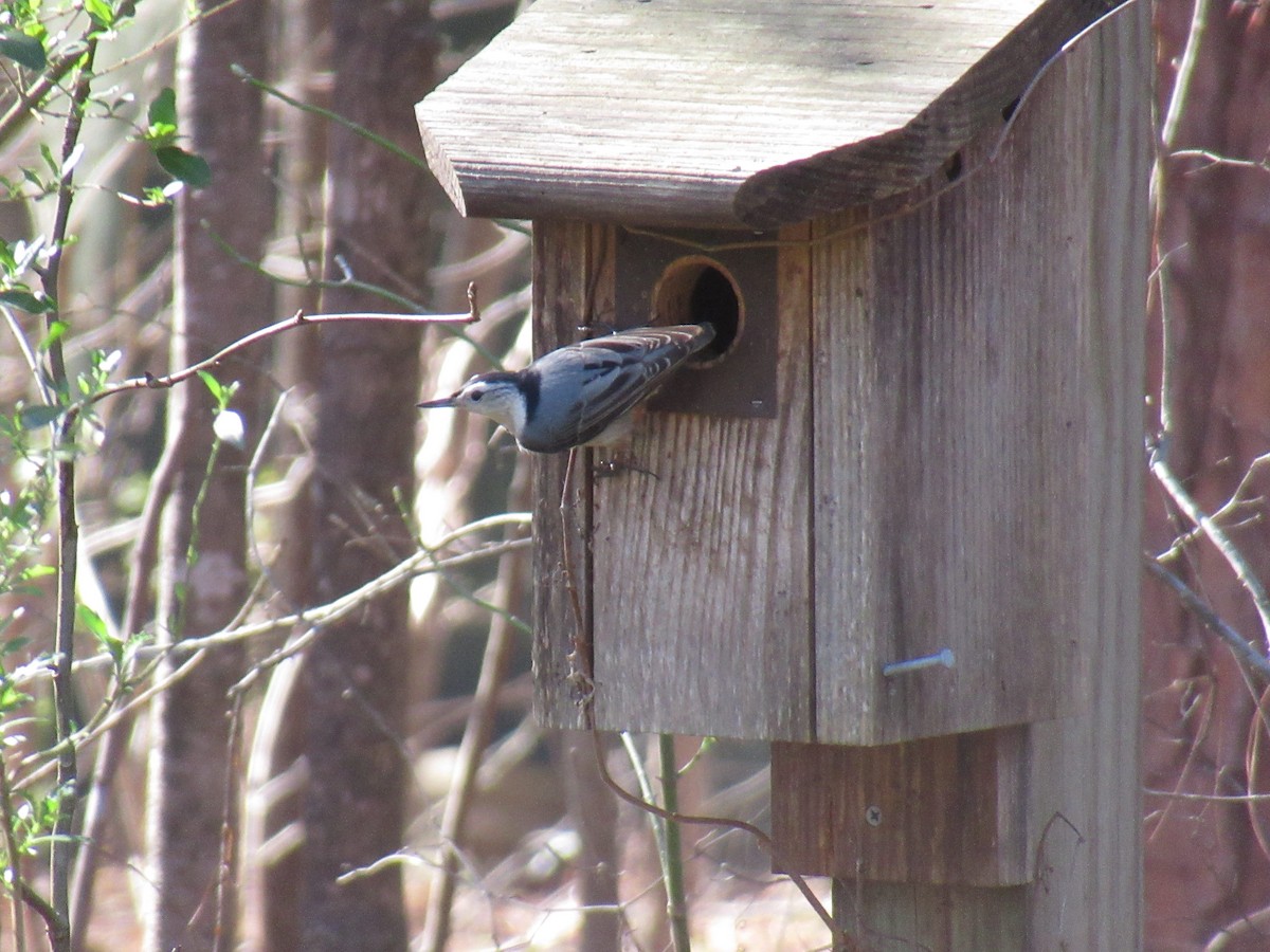 White-breasted Nuthatch - LynnErla Beegle