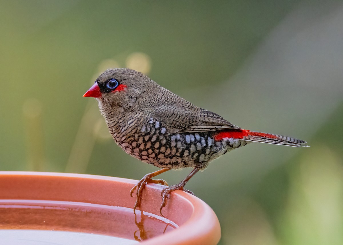 Red-eared Firetail - ML544981911
