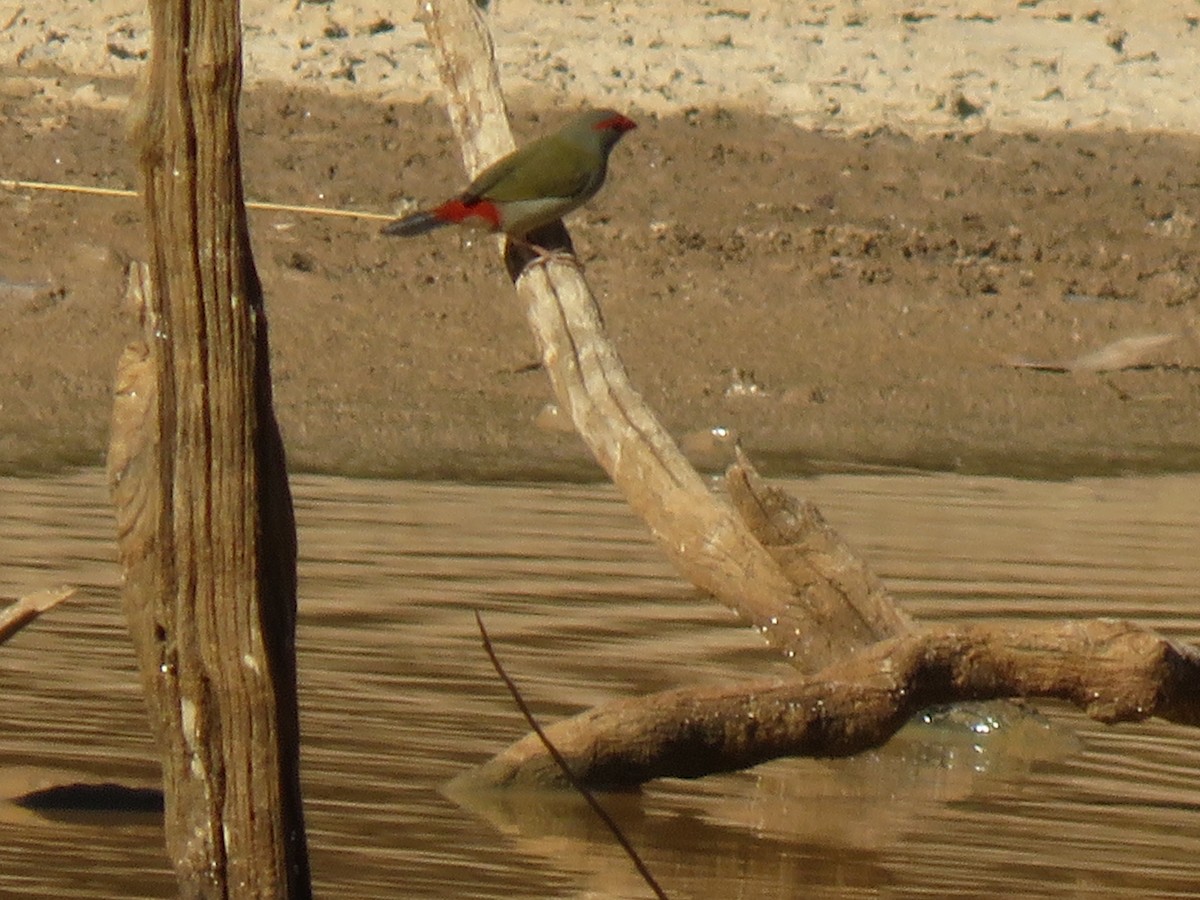 Red-browed Firetail - Neville Hunter