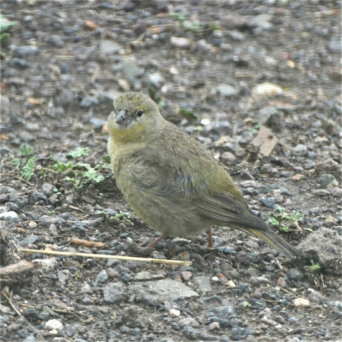Greenish Yellow-Finch - ML544986101