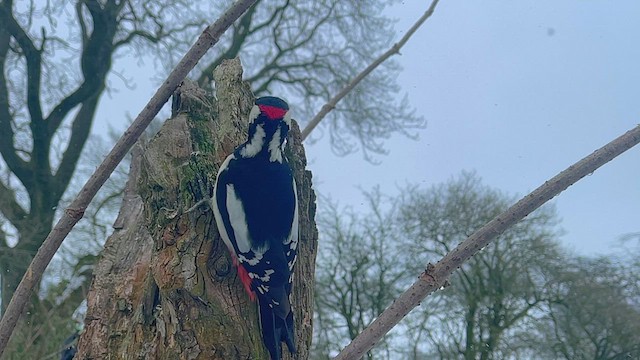 Great Spotted Woodpecker - ML544991131