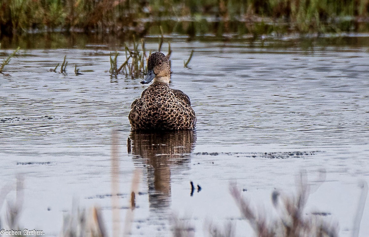 eBird Checklist - 13 Mar 2023 - Hunter Wetlands National Park--Hexham ...