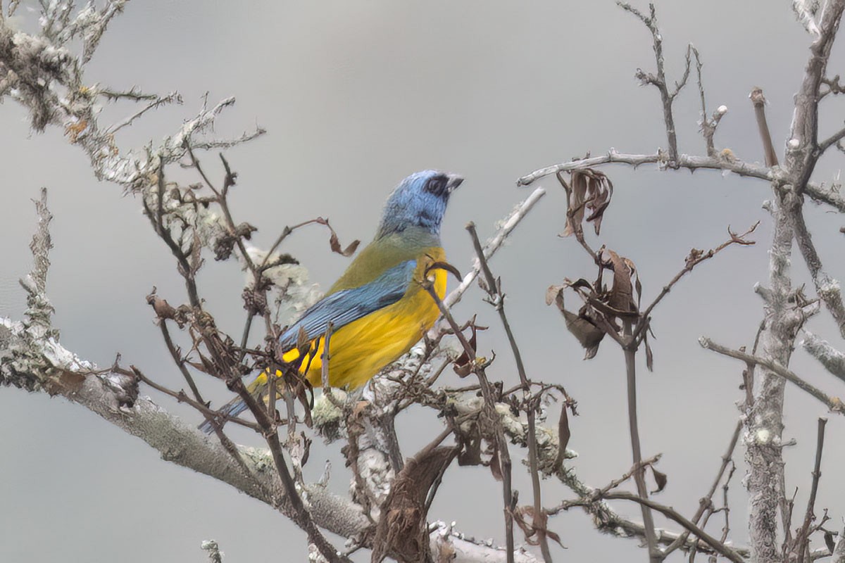 Blue-and-yellow Tanager - ML545008361