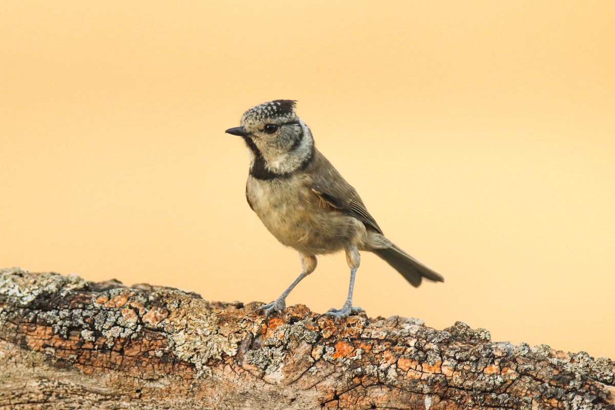 Crested Tit - ML545008921