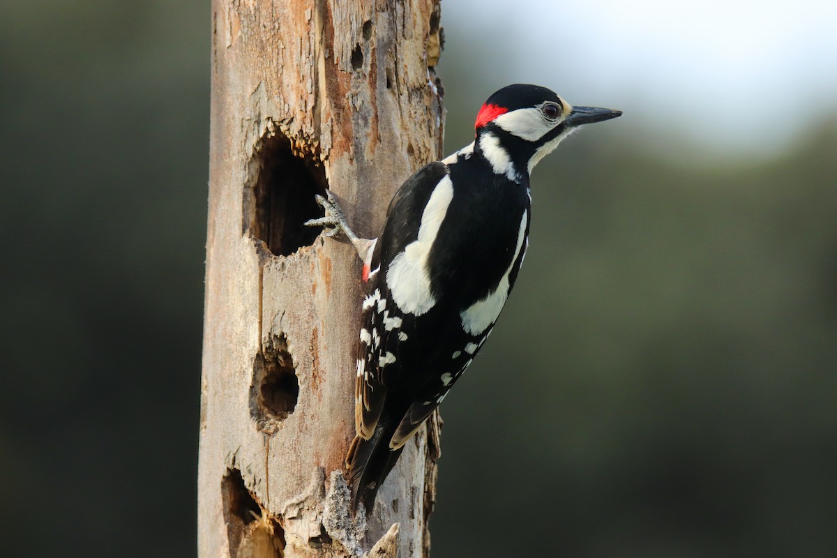 Great Spotted Woodpecker - ML545009301